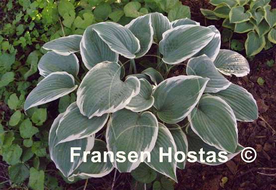 Hosta Fragrant Blue Ribbons